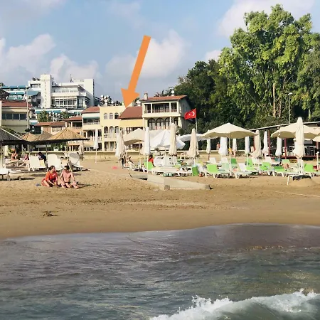 Seaside No-3 シダ